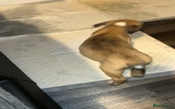 Mixed Breed dogs for sale: American Bull Mastiff - Image 3