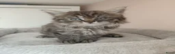 Maine Coon cats for sale: Half main coon kittens - Advert 17