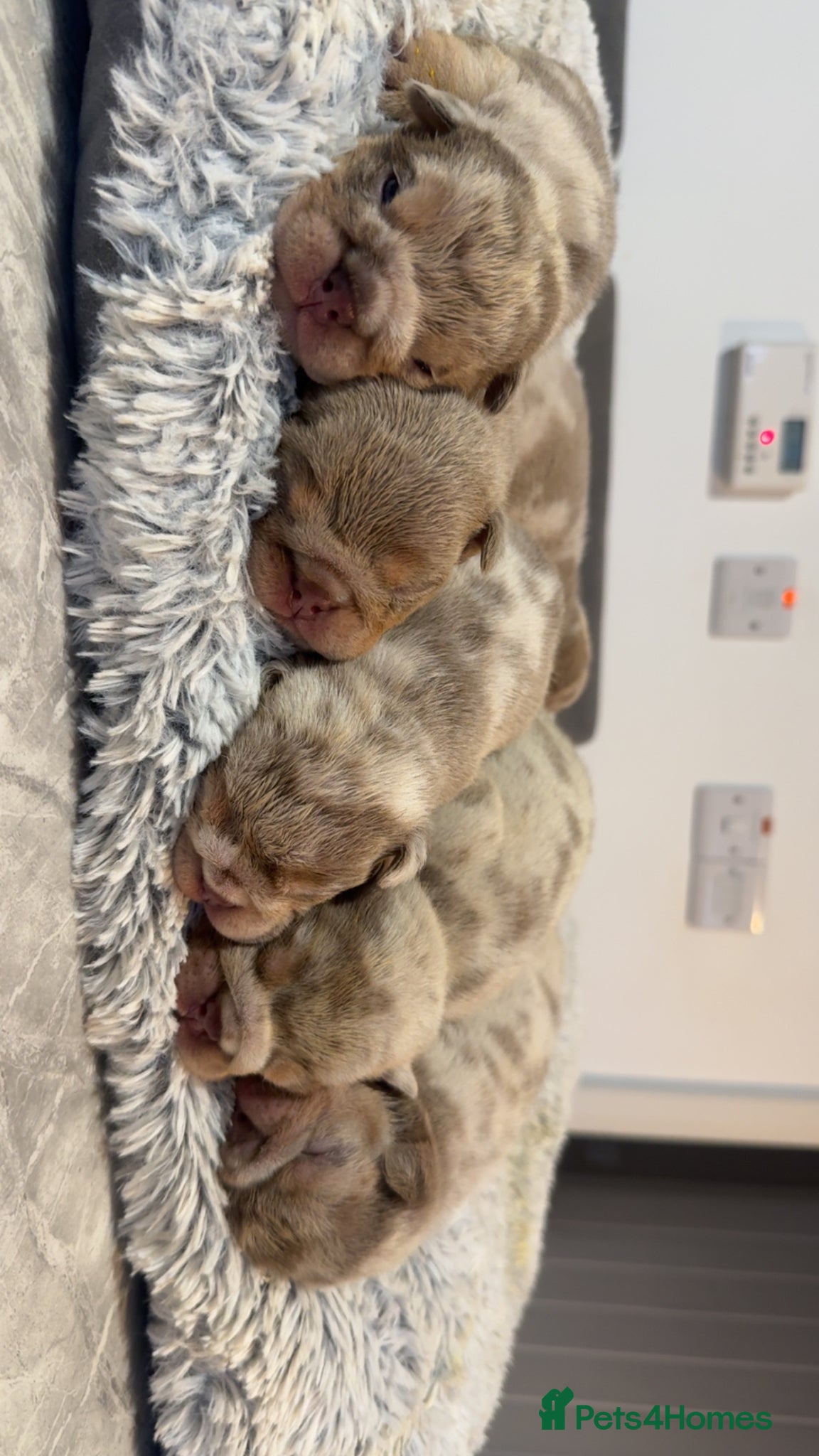 English Bulldog dogs for sale: English bulldog puppies  - Advert 2