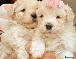 Maltipoo dogs - Advert 5