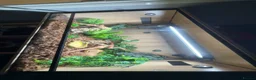 Corn Snake reptiles for sale: Female corn snake  - Advert 2
