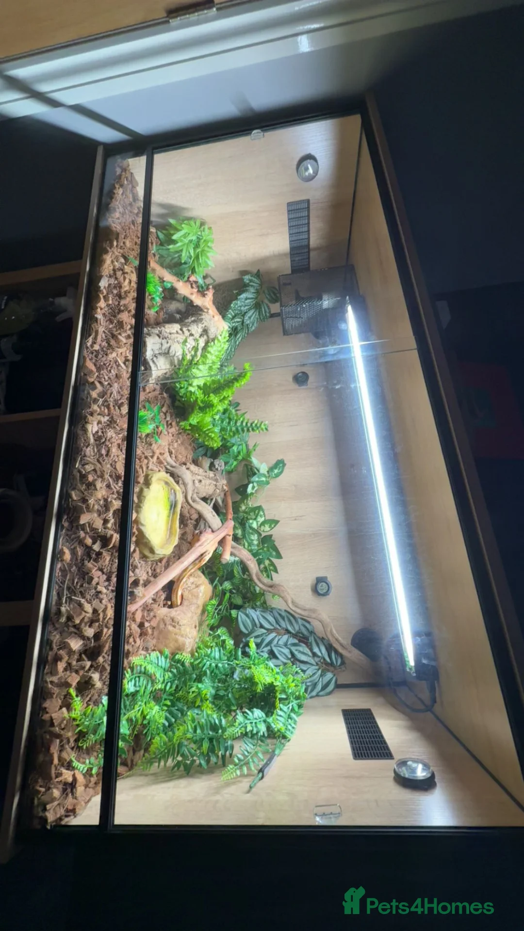 Corn Snake reptiles for sale: Female corn snake  - Advert 2