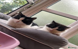Mixed Breed cats for sale: Mum & F kitten to go together  - Image 2