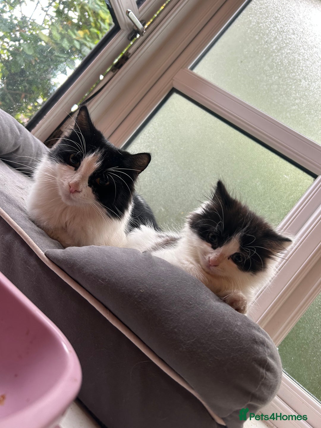 Mixed Breed cats for sale: Mum & F kitten to go together  - Image 2