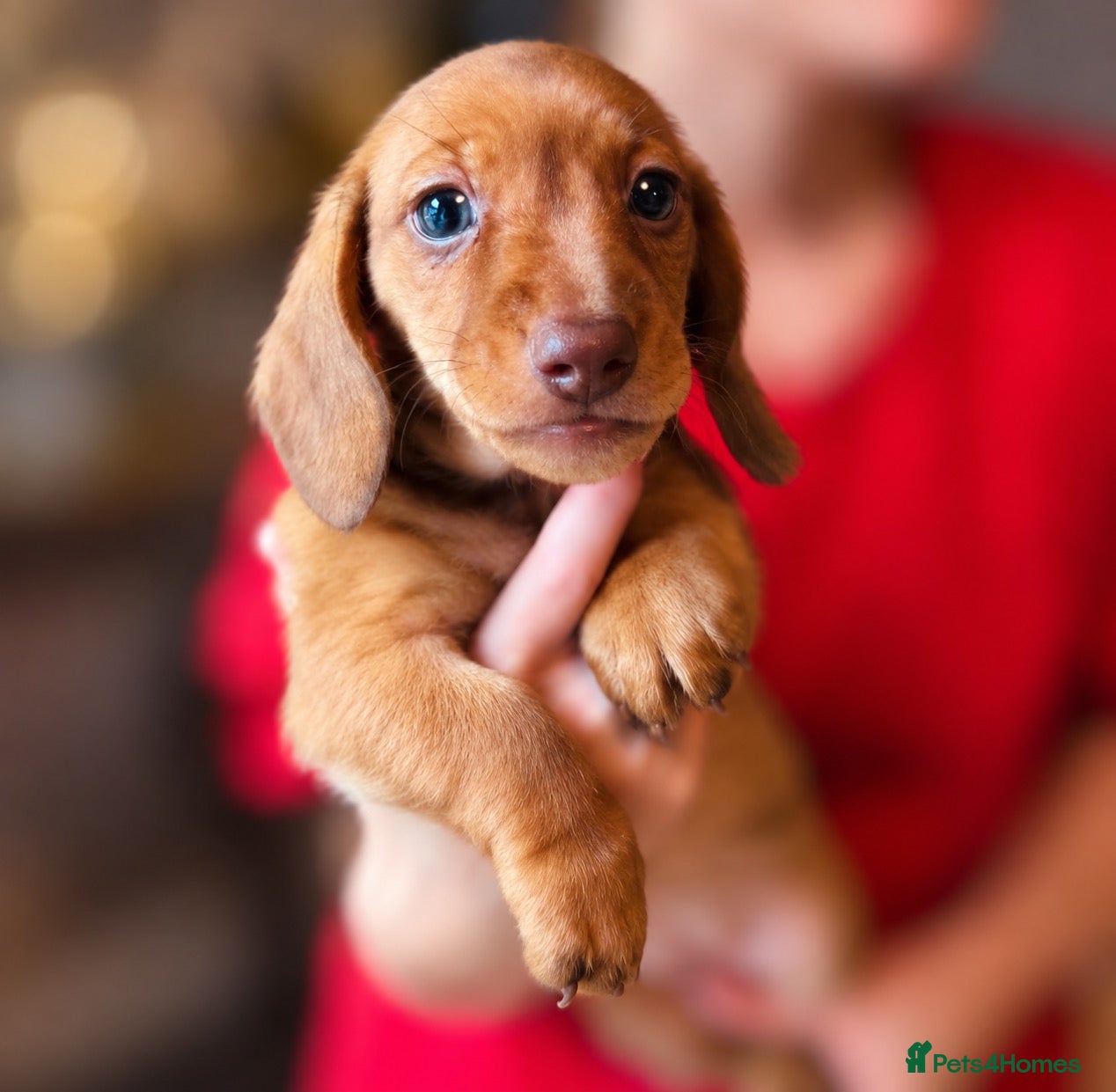 Miniature Dachshund dogs Miniature dachshund puppies - Advert 8