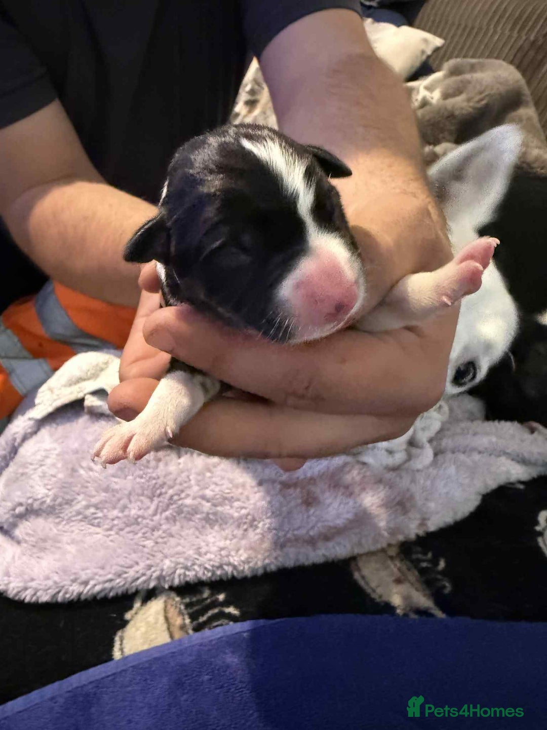 Border Collie dogs for sale: 7 beautiful border collie pups  - Image 3