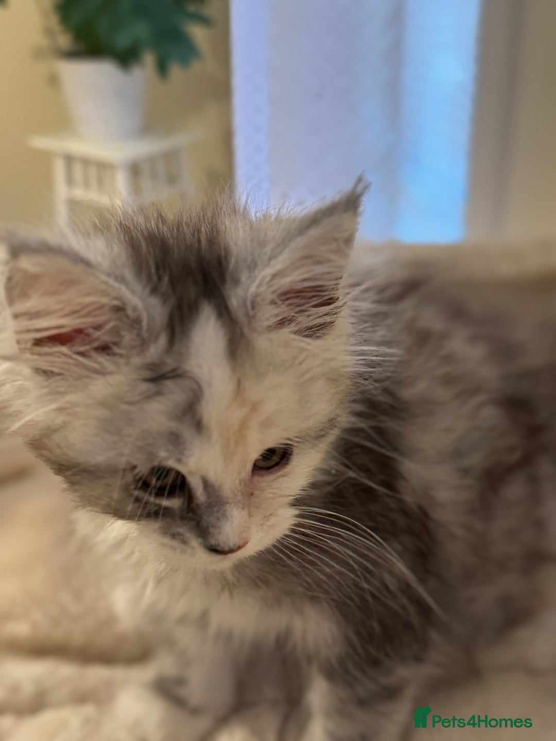 Maine Coon cats for sale: Perfect Maine Coon kittens from Shaded parents  - Image 4