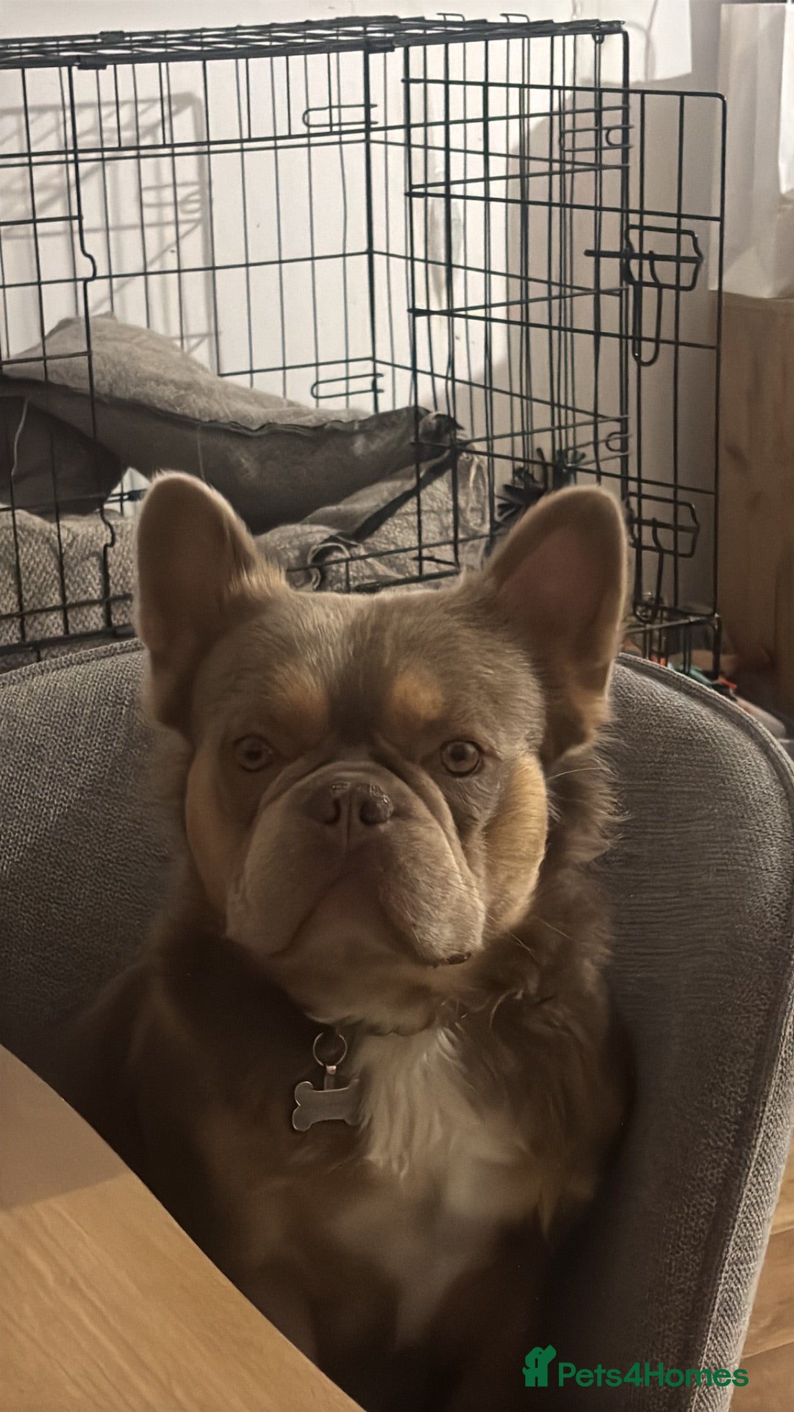 French Bulldog dogs French bull dog  - Advert 1