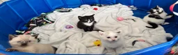 Siamese cats for sale: Beautiful black Siamese kitten  - Advert 3