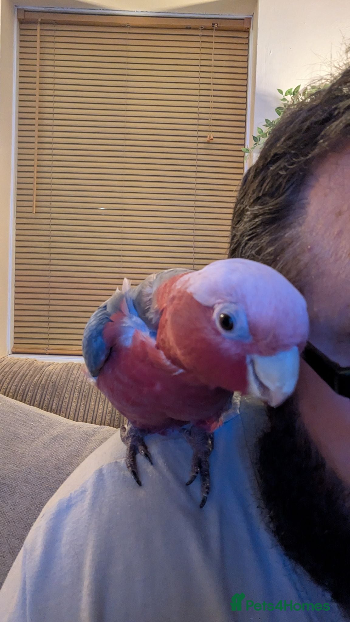 Cockatoo birds Galah Cockatoo 5-Year-Old Male - Advert 15
