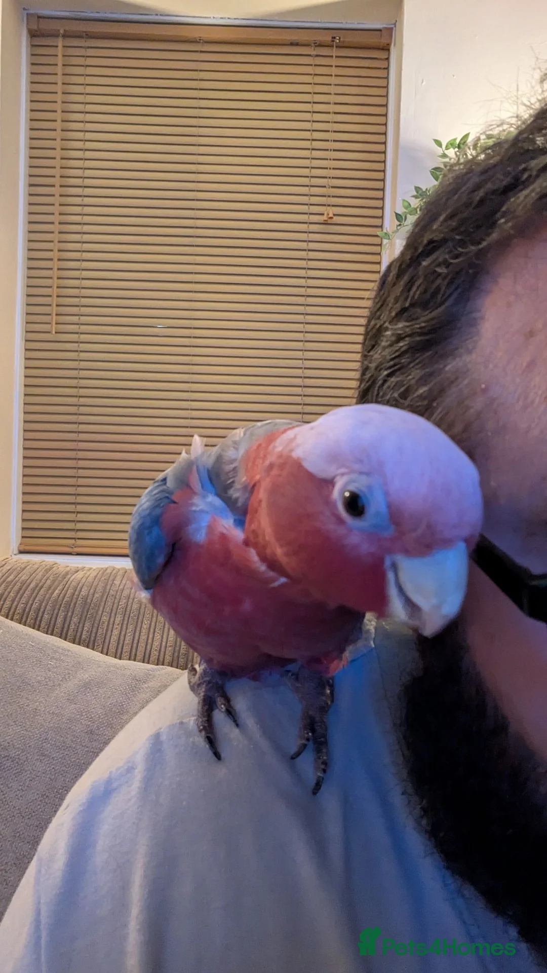 Cockatoo birds for sale: Galah Cockatoo 5-Year-Old Male in Norwich - Advert 1