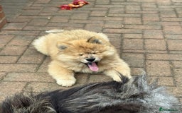 Chow Chow dogs for sale:  🐾 LAST TWO Ready to go STUNNING GIRL chow chows* - Image 11