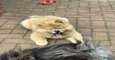 Chow Chow dogs - Advert 7