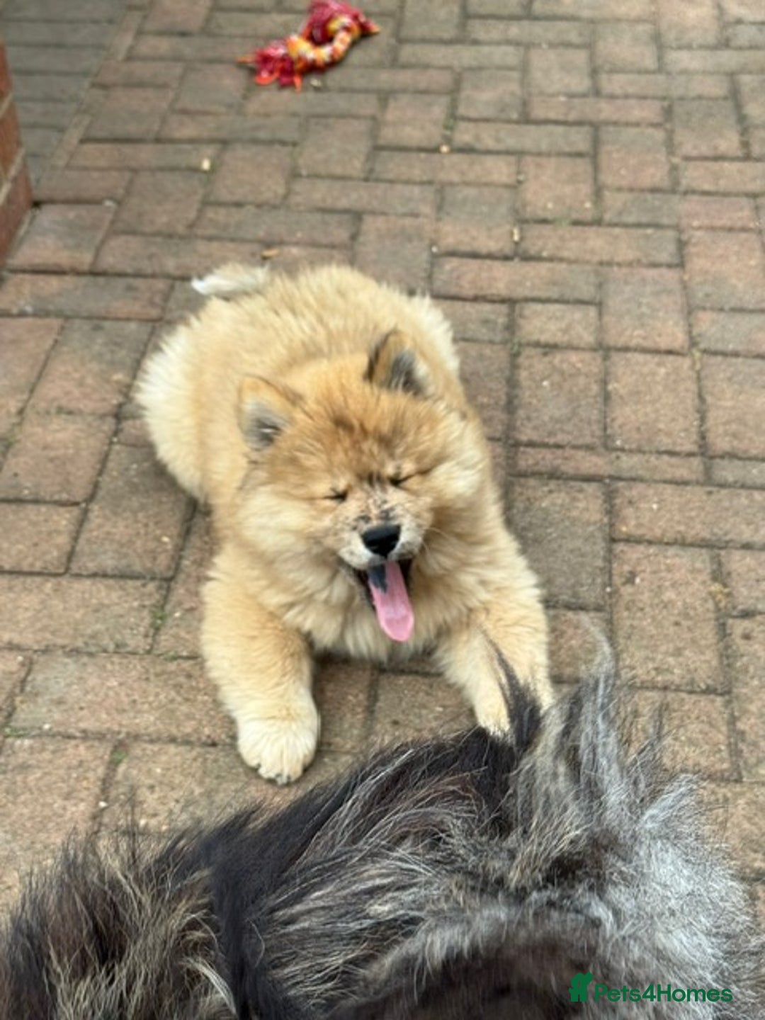 Chow Chow dogs for sale:  🐾 LAST TWO Ready to go STUNNING GIRL chow chows* - Image 11