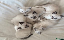 Ragdoll cats for sale: Beautiful Ragdoll kittens - Image 1