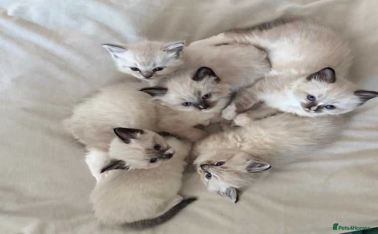 Ragdoll cats - Advert 4