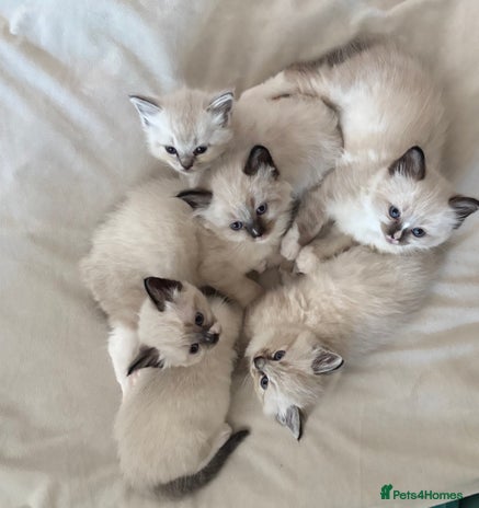 Ragdoll cats - Advert 2