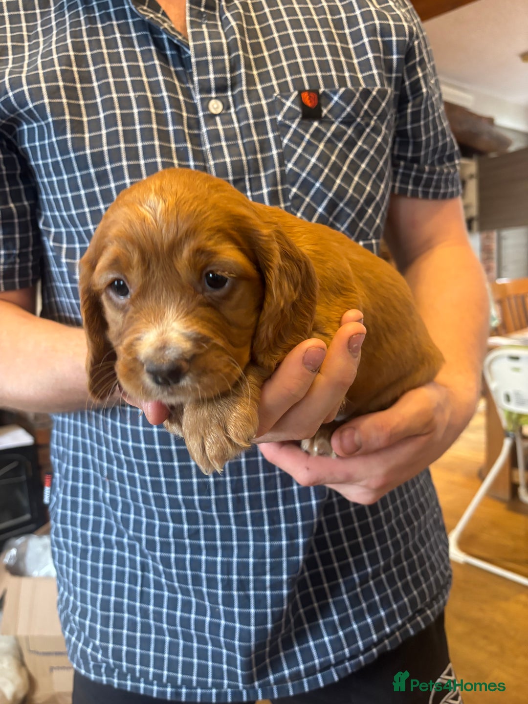 Cocker Spaniel dogs for sale: Working red cocker spaniel puppies for sale - Image 4