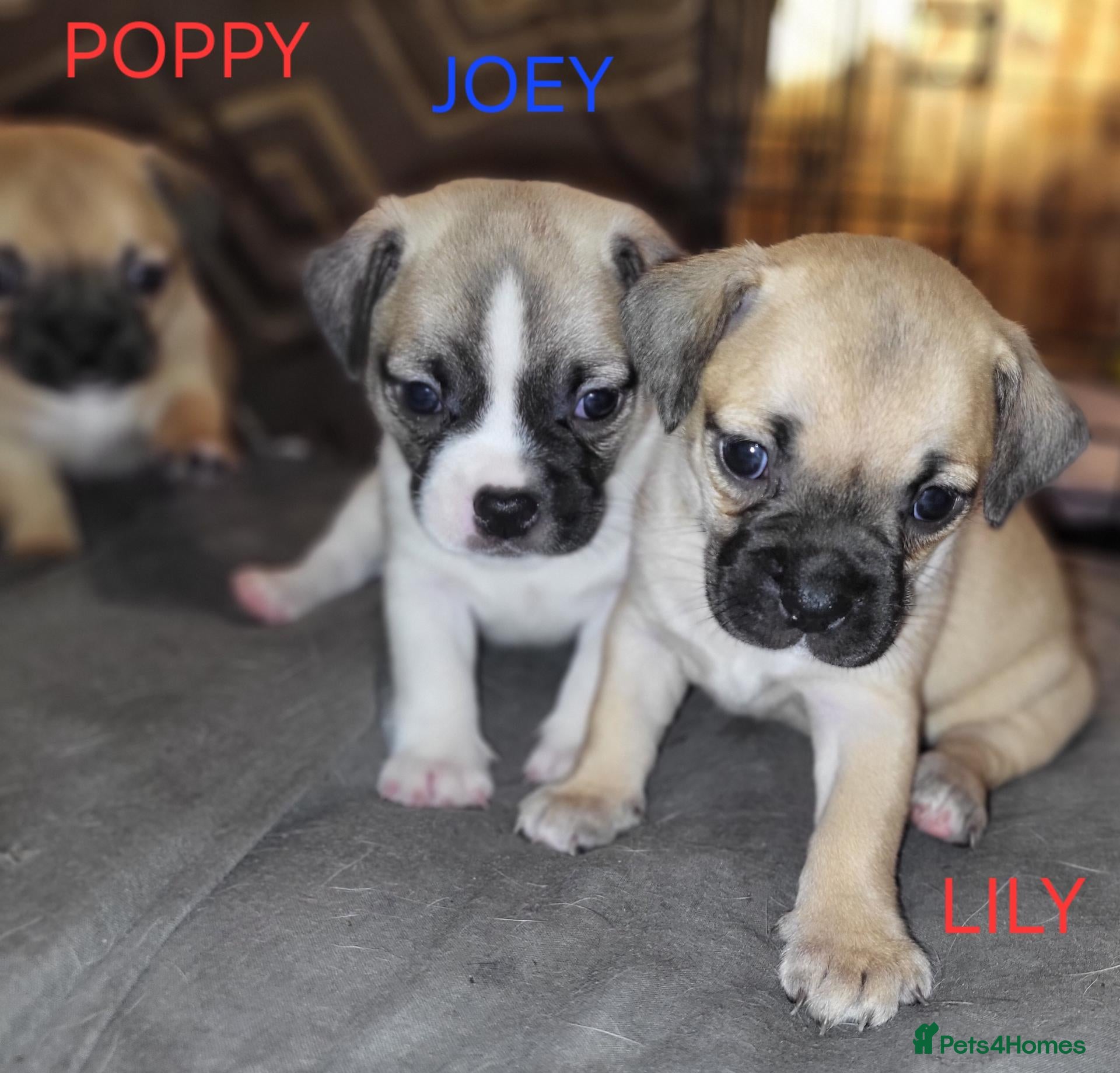 Jug dogs Gorgeous Jug Puppies  - Advert 5