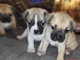 Jug dogs Gorgeous Jug Puppies - Advert 5