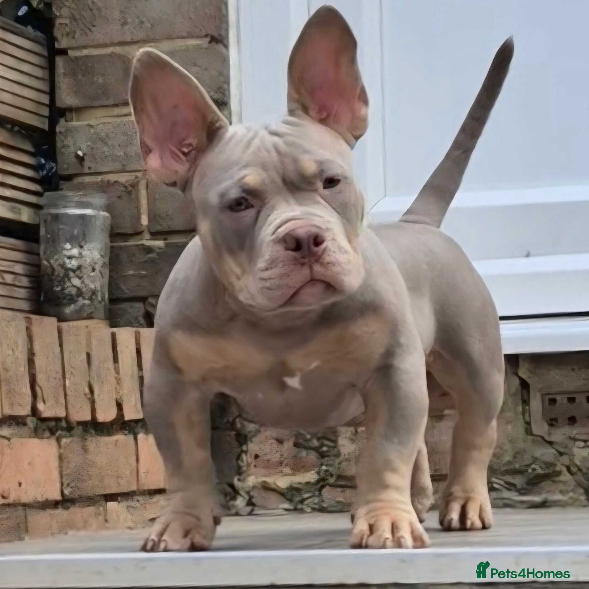 American Bully dogs American Bully Puppies - Advert 16