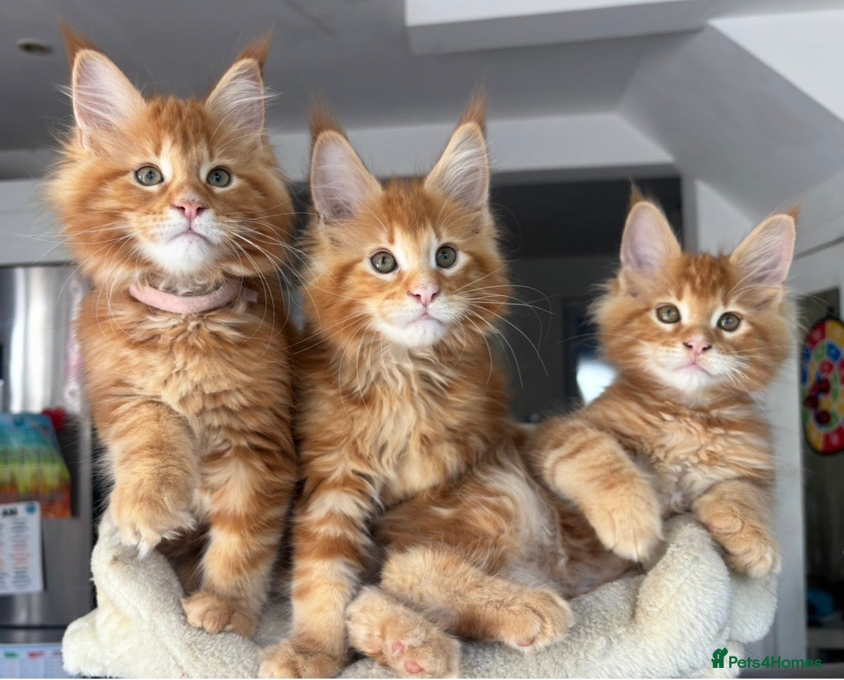 Maine Coon cats TICA Reg Maine Coon Kittens Ginger Red  - Advert 15