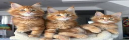 Maine Coon cats for sale: Ready Now TICA Registered Maine Coon Kittens Red - Advert 1