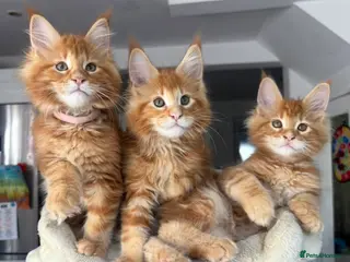 Maine Coon cats TICA Reg Maine Coon Kittens Ginger Red - Advert 15