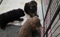 German Shepherd dogs for sale: KC REG GSD PUPPIES FULLY SCORED AND TESTED PARENTS - Image 28
