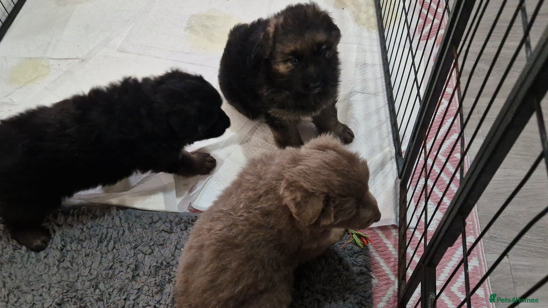 German Shepherd dogs for sale: KC REG GSD PUPPIES FULLY SCORED AND TESTED PARENTS - Image 28