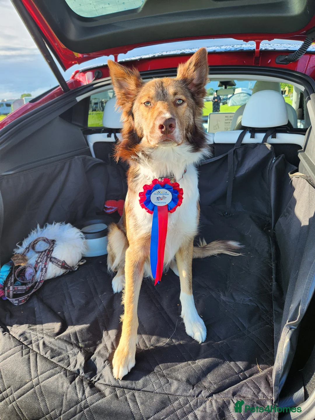 Bordoodle dogs for sale: 🌙☀️Waiting List Open🌙☀️ - Advert 9