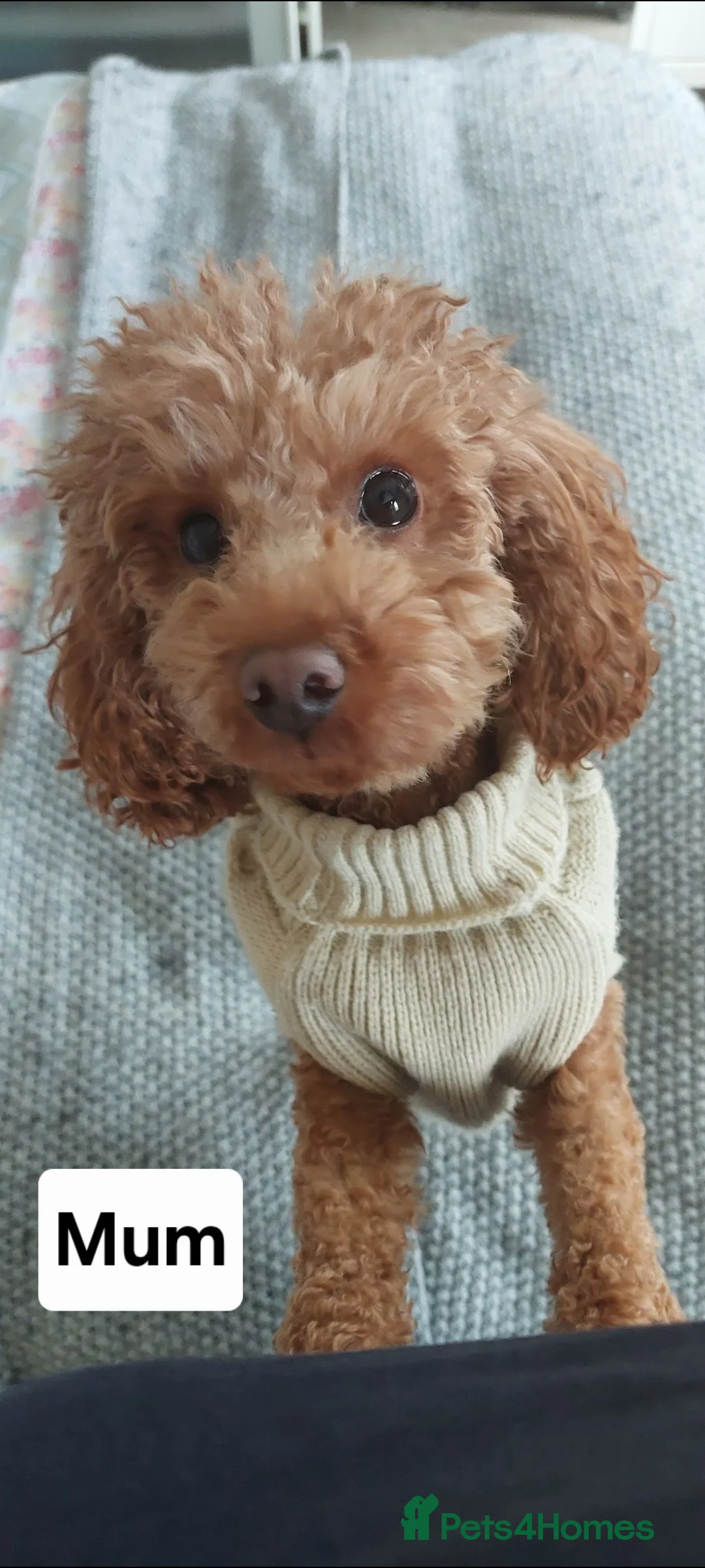 Toy Poodle dogs for sale: Tiny Asian Toy Poodle Puppies  - Advert 13
