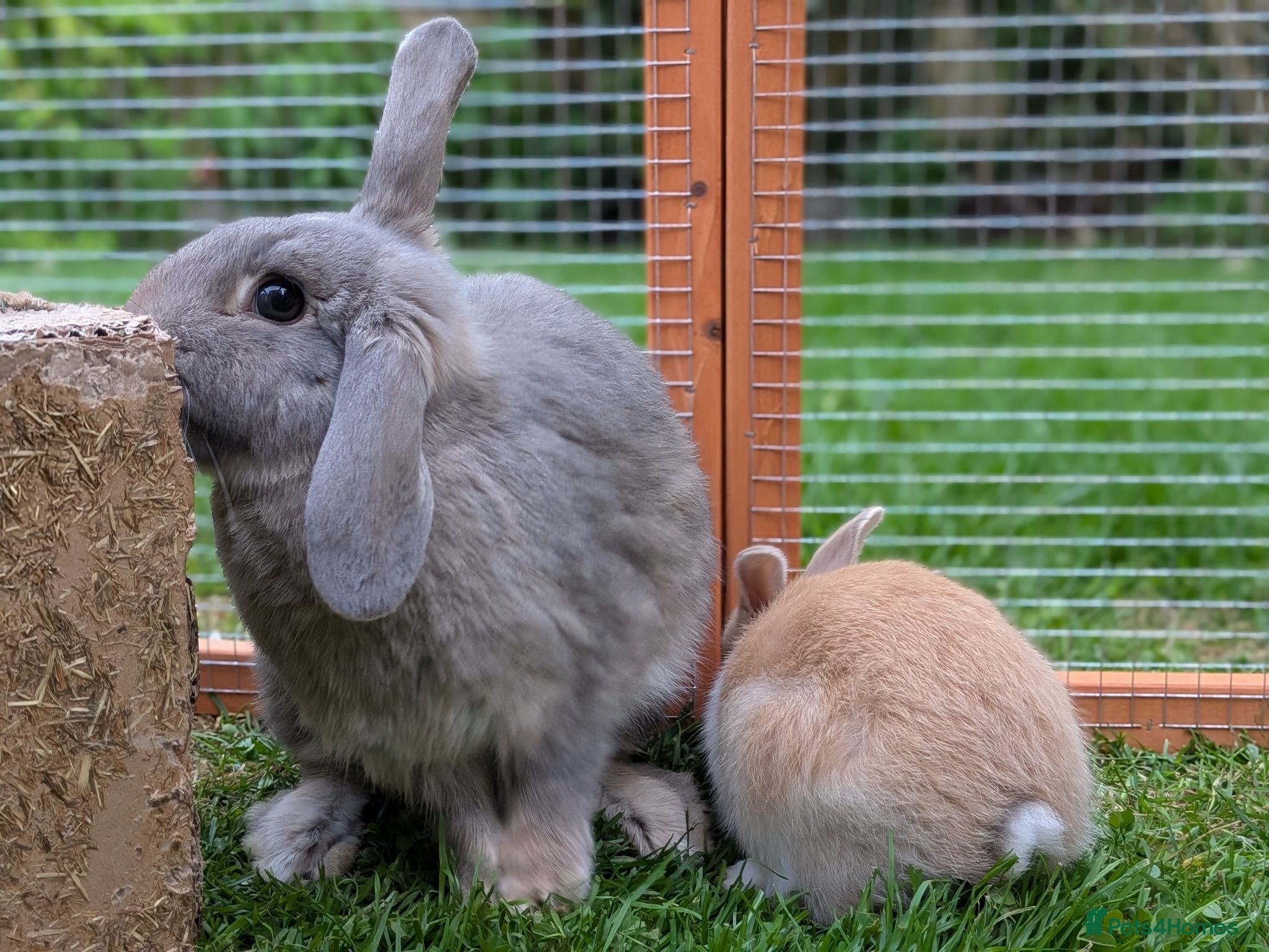 Mini Lop rabbits Beautiful friendly Mini Lops - Advert 18