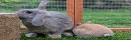 Mini Lop rabbits for sale: Beautiful friendly Mini Lops - Advert 9