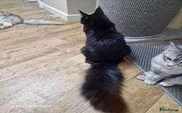 Maine Coon cats for sale: Pure maine coon - Image 10