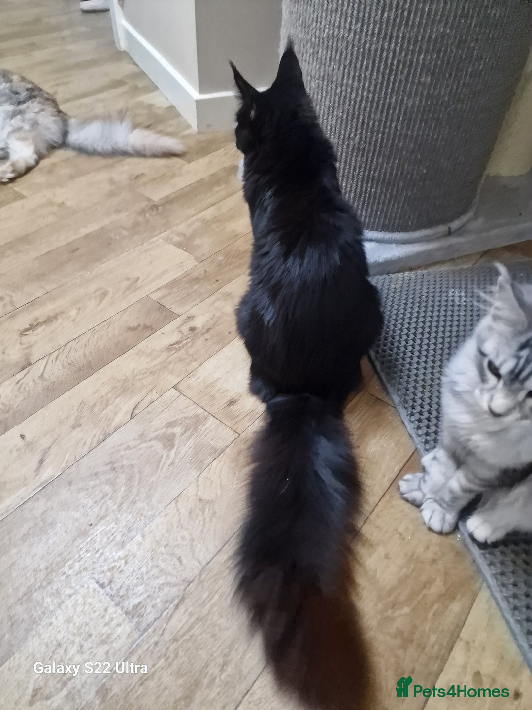 Maine Coon cats for sale: Pure maine coon - Image 10