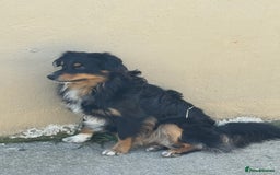 Australian Shepherd dogs for stud: Miniature Australian Shepherd for STUD - Image 2