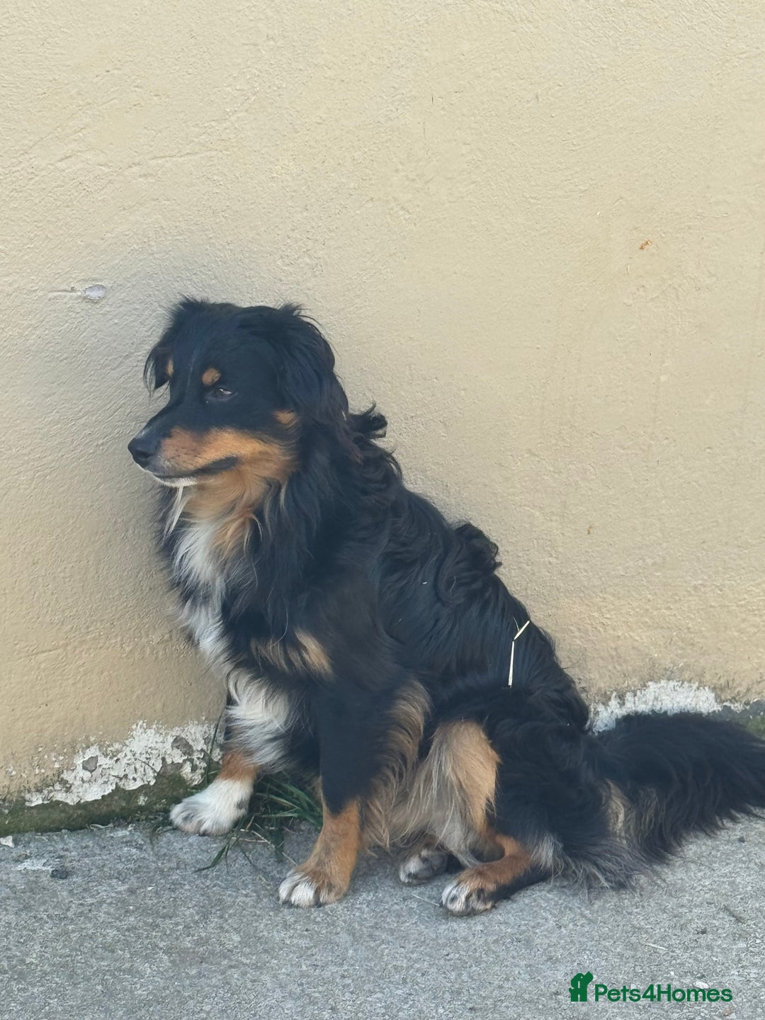 Australian Shepherd dogs for stud: Miniature Australian Shepherd for STUD - Image 2