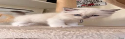 Ragdoll cats for sale: Ragdoll kittens available ♥️  - Advert 12