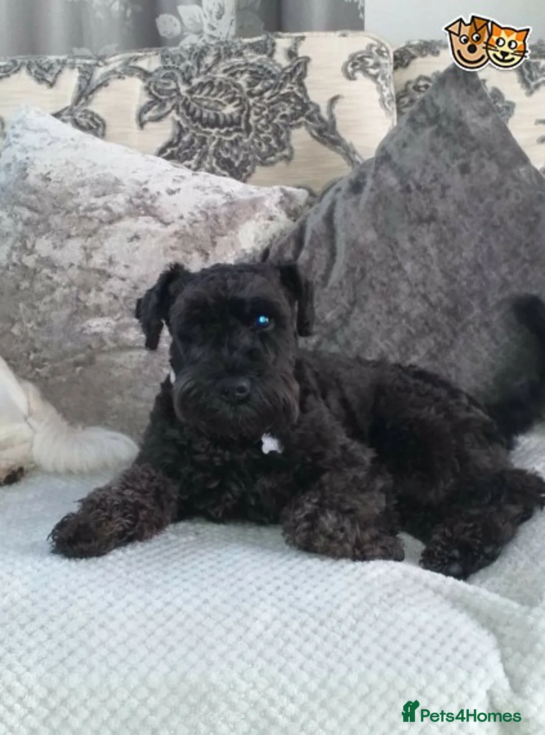 Miniature Schnauzer dogs for stud: proven kc reg perfect stud in Pontefract - Advert 4