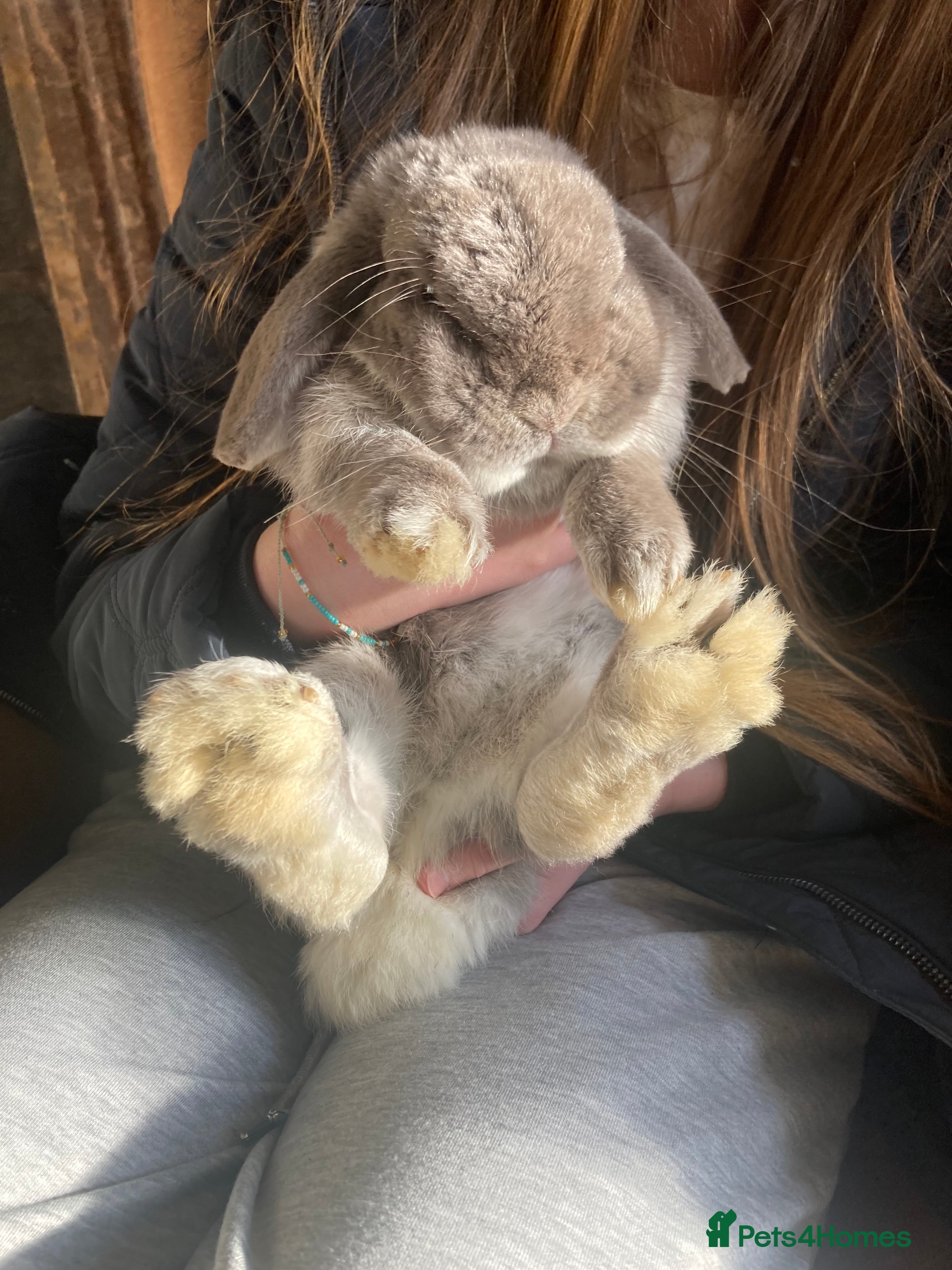 Mini Lop rabbits Grey mini lop bunny - Advert 17