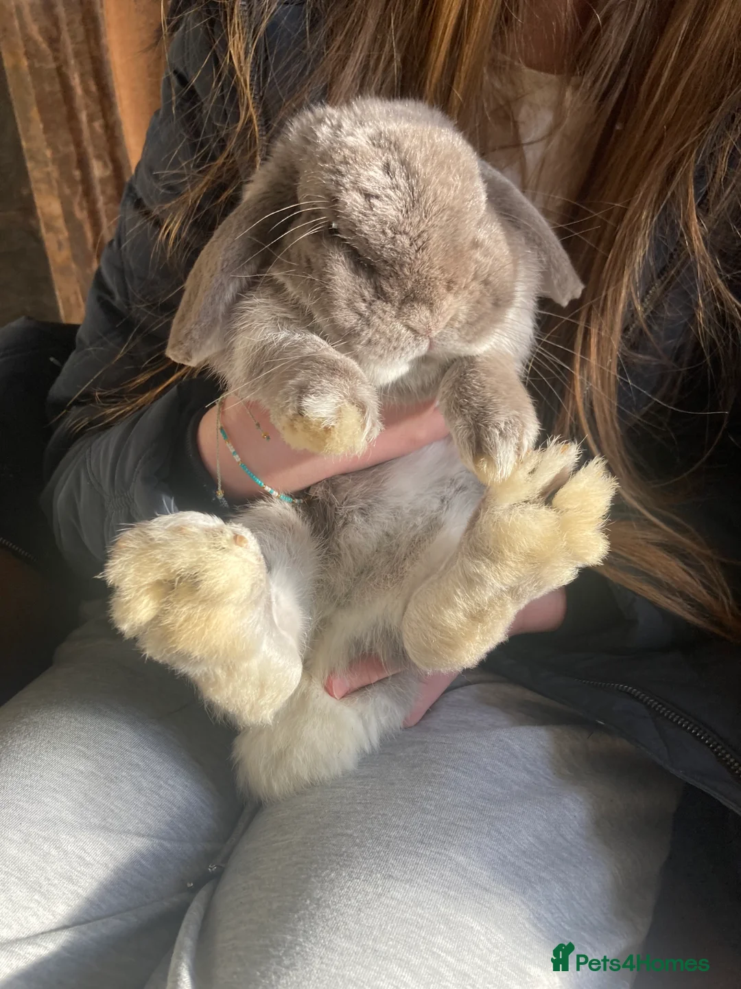 Mini Lop rabbits for sale: Grey mini lop bunny - Advert 1