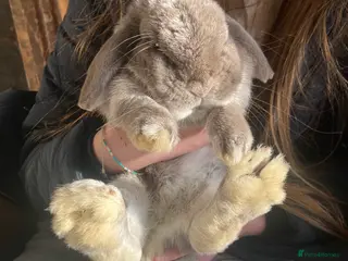 Mini Lop rabbits Grey mini lop bunny - Advert 4