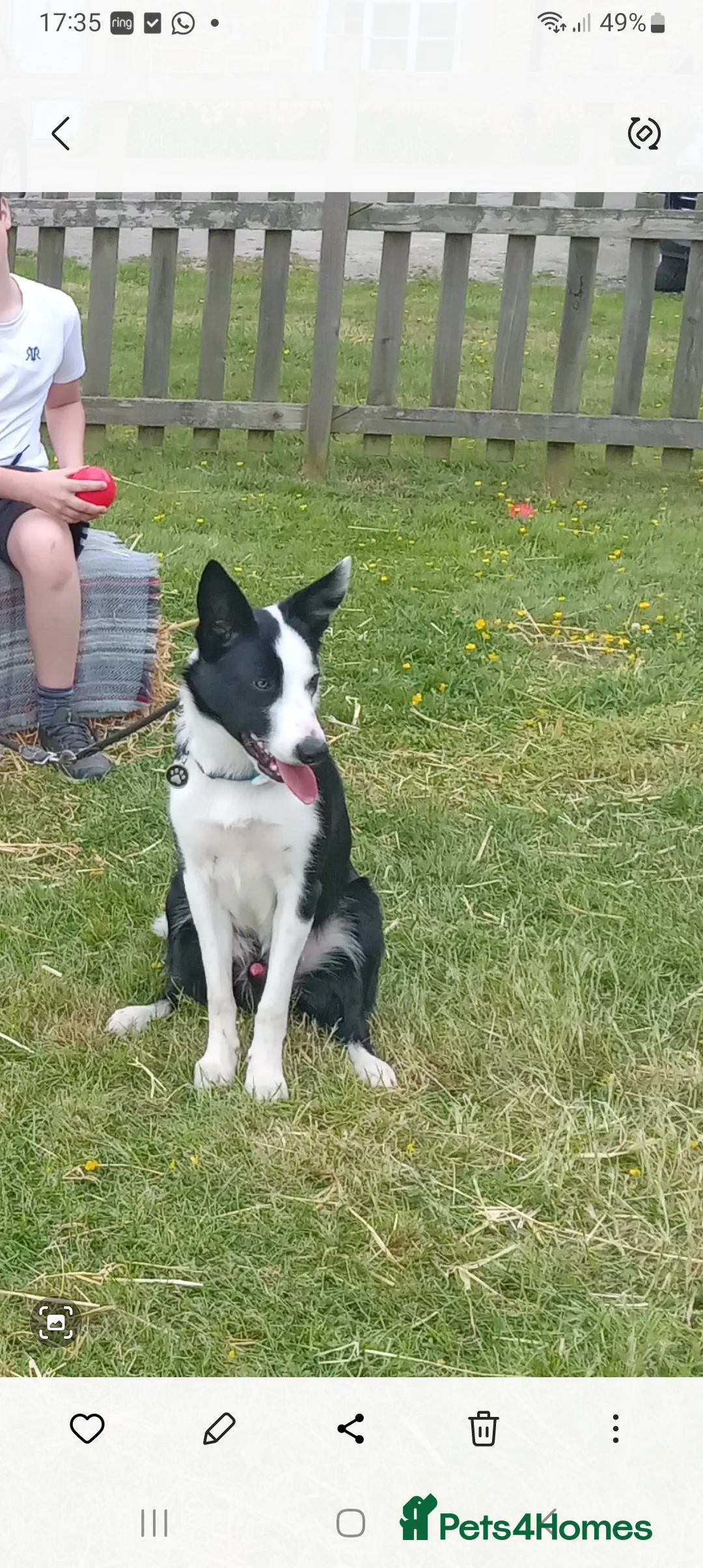 Border Collie dogs for stud: Milo for stud (PROVEN) in Chesterfield - Advert 15