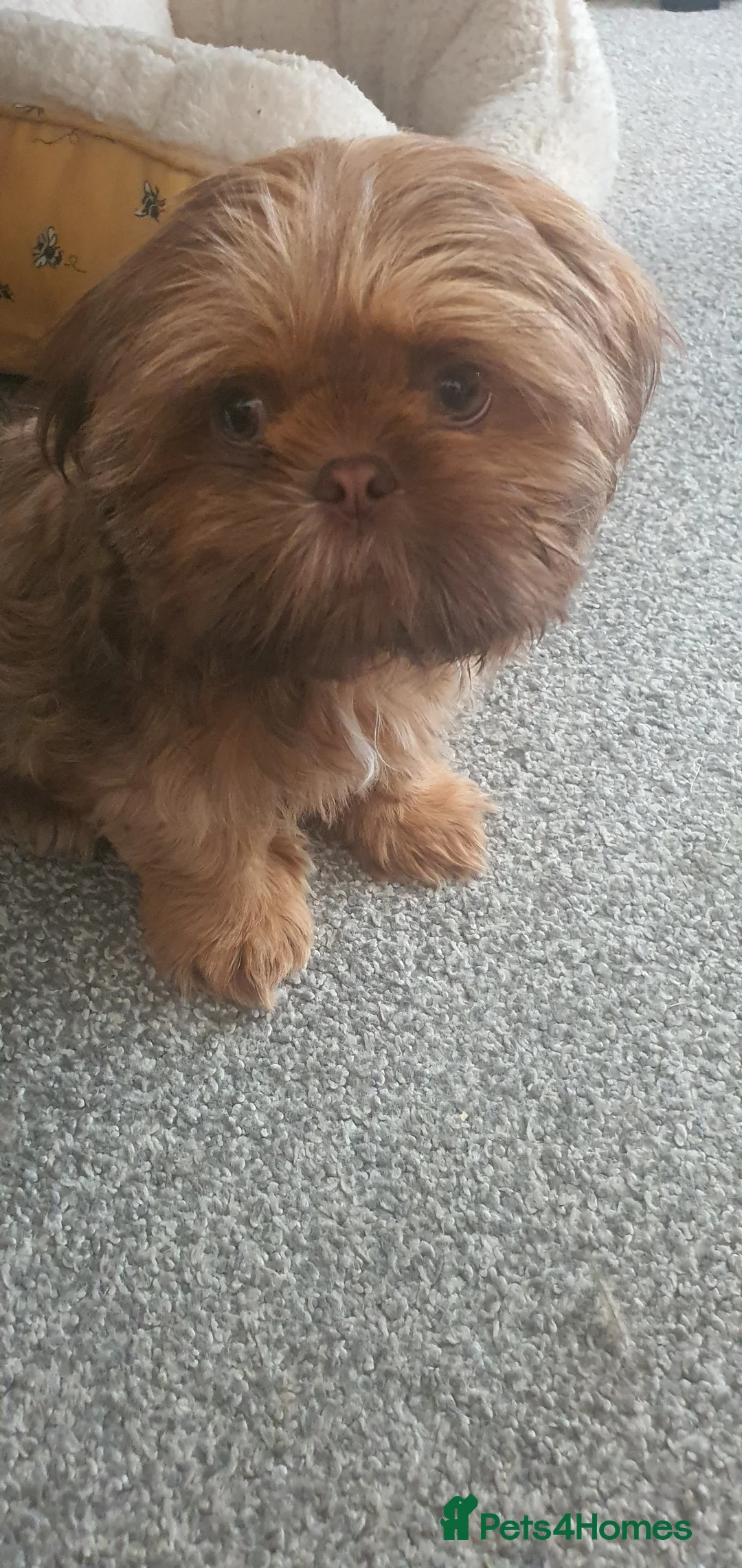 Shih Tzu dogs for sale: Imperial Shih Tzu ready to go today in Blackpool - Advert 3