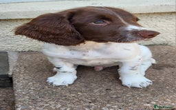 English Springer Spaniel dogs for sale: KC Reg, Health Tested Springer Spaniel Pup in Milnthorpe - Image 3
