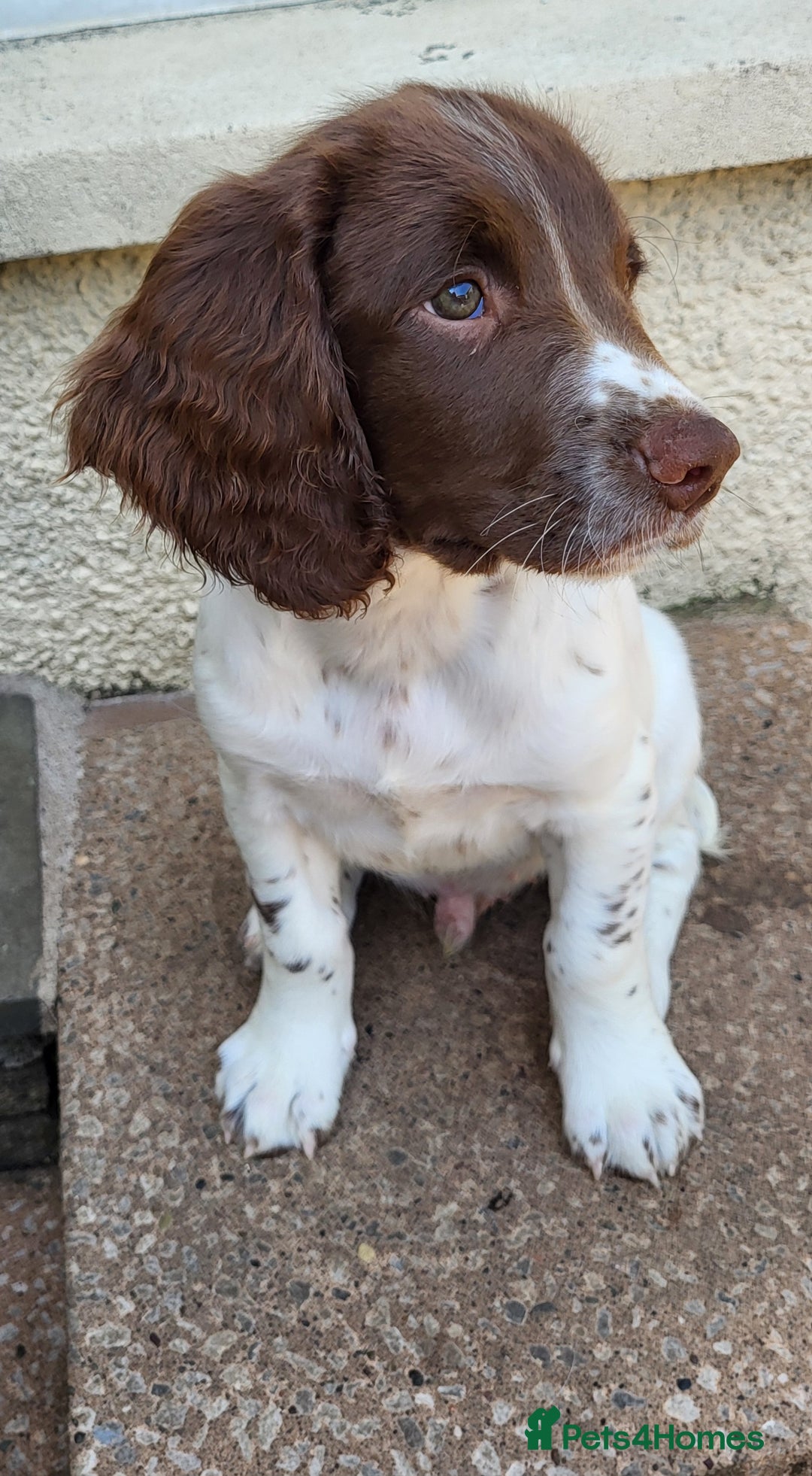 English Springer Spaniel dogs for sale: KC Reg, Health Tested Springer Spaniel Pup in Milnthorpe - Image 3
