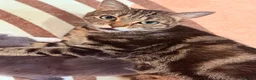 Mixed Breed cats for sale: Cute Kittens Ready for Loving Homes - Advert 5