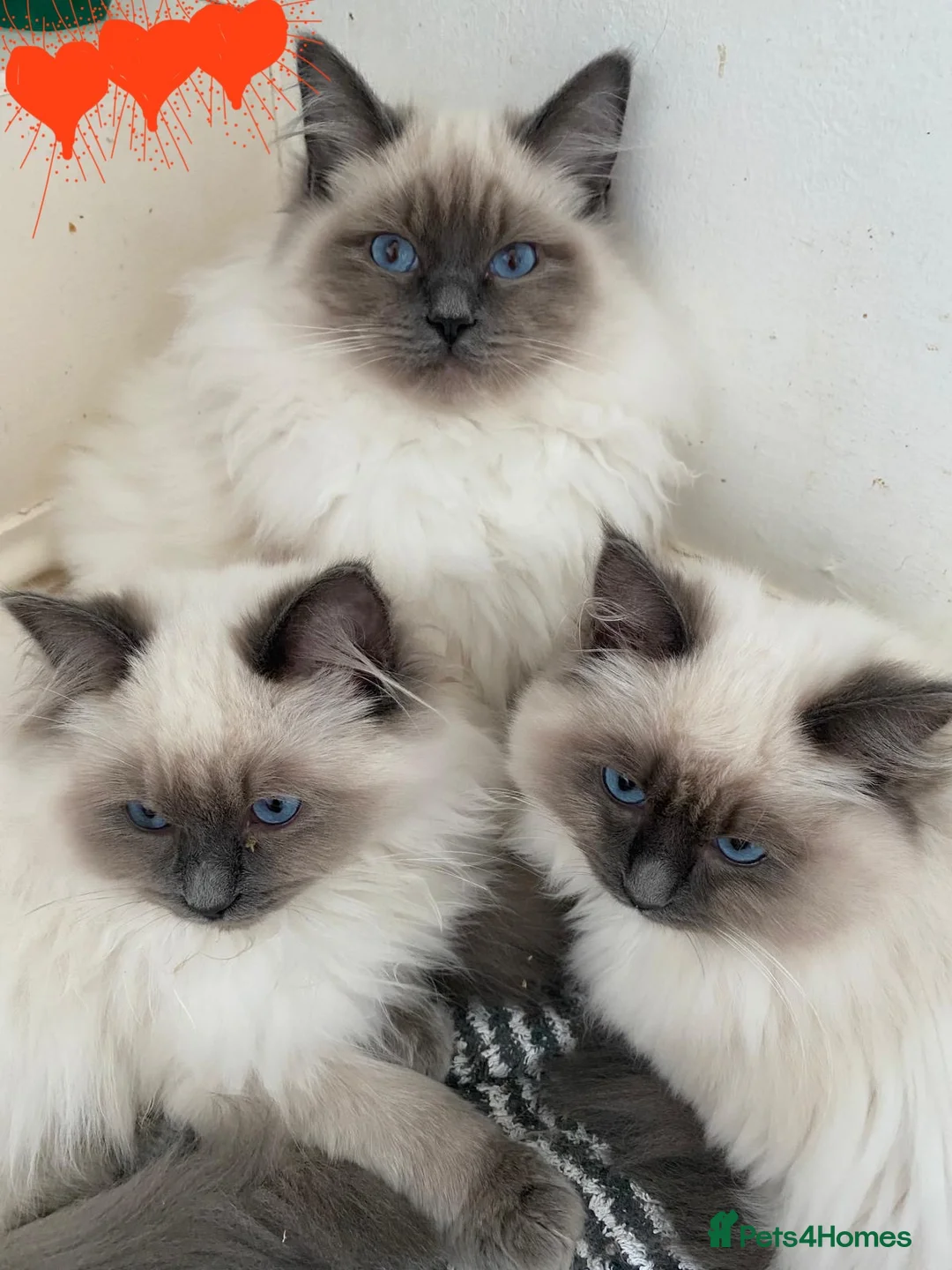 Ragdoll cats for sale: ChampionBloodline 5GENpedigree BSH GCCFreg.parents - Advert 16