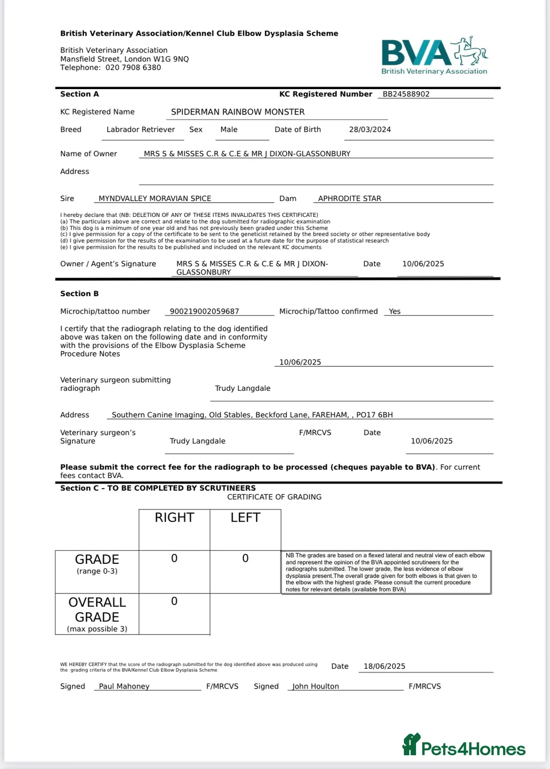 Labrador Retriever dogs for stud: KC Labrador for Stud 16 Champions in Lineage - Advert 4